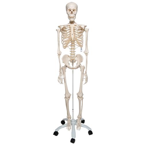Human Skeleton Model Stan