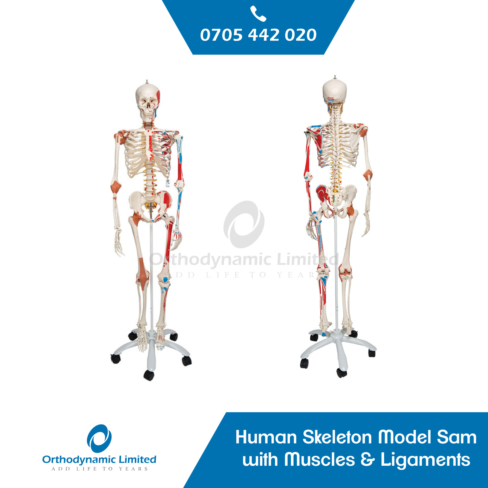 Human Skeleton Model Sam with Muscles & Ligaments
