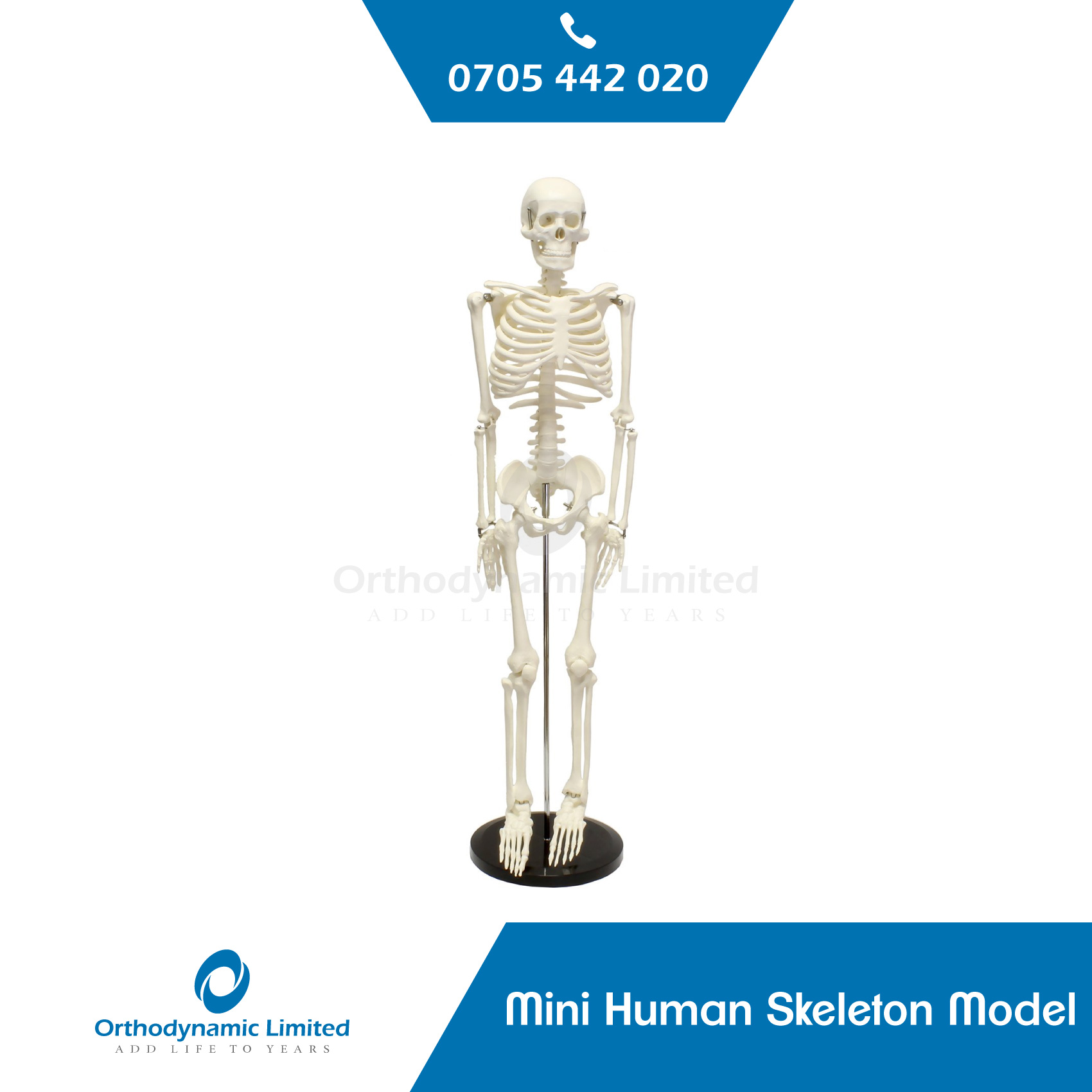 Mini Human Skeleton Model 