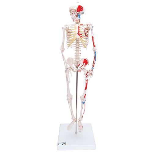 Mini Human Skeleton Shorty with Painted Muscles, Pelvic Mounted