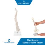 Mini-Human-Spinal-Column-Model-Flexible-Mounted.jpeg