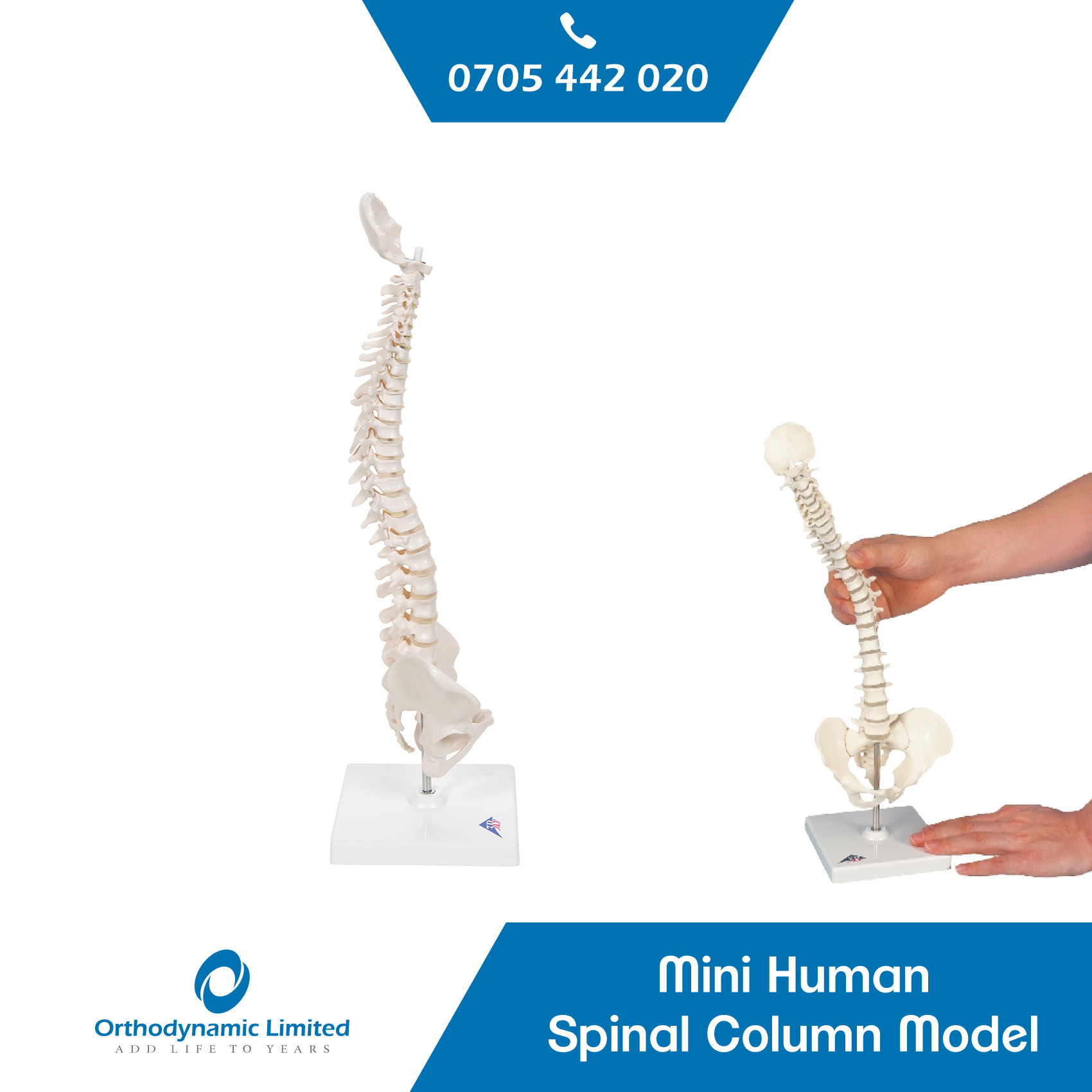 Mini Human Spinal Column Model, Flexible Mounted