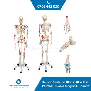 Human Skeleton Model Max with Painted Muscle Origins & Inserts