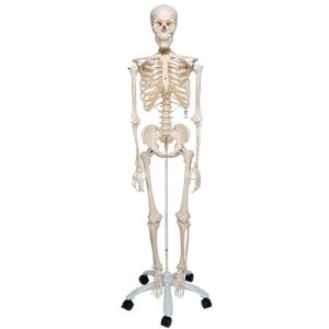Human Skeleton Model Stan